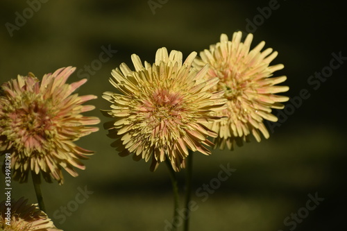 flower of thistle