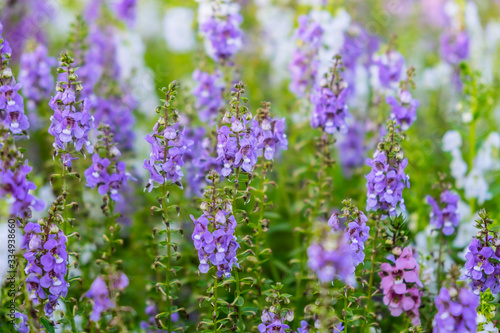 Close up beautiful Waew Sichuan, Angelonia goyazensis Benth; Thai style forget me not