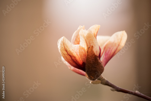 Delicate magnolia flower of unusual pastel color on a branch on a natural garden background. Vintage art photo.