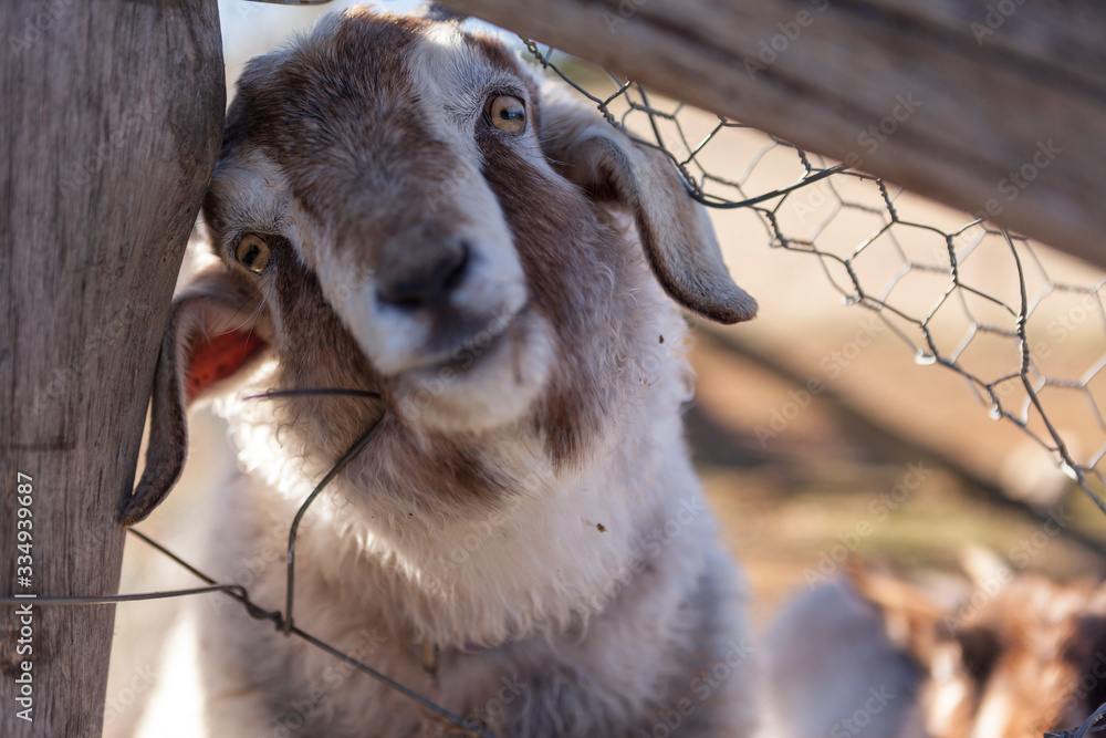 Goat head through broken farm fence Goat head through broken farm fence