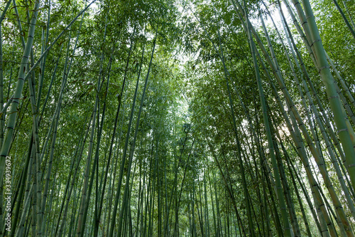 Bamboo forest overgrown in Arashiyama, Kyoto