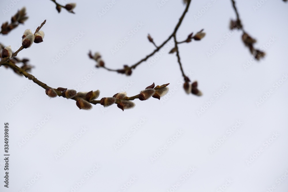 Spring tree flowering. Branch of willow wkith catkins - lamb's-tails. Slovakia	