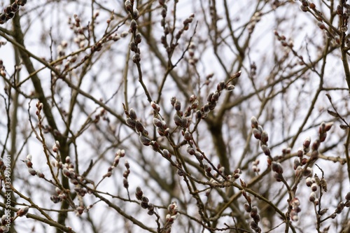 Spring tree flowering. Branch of willow wkith catkins - lamb's-tails. Slovakia  © Valeria