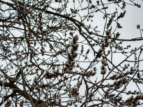Spring tree flowering. Branch of willow wkith catkins - lamb's-tails. Slovakia 