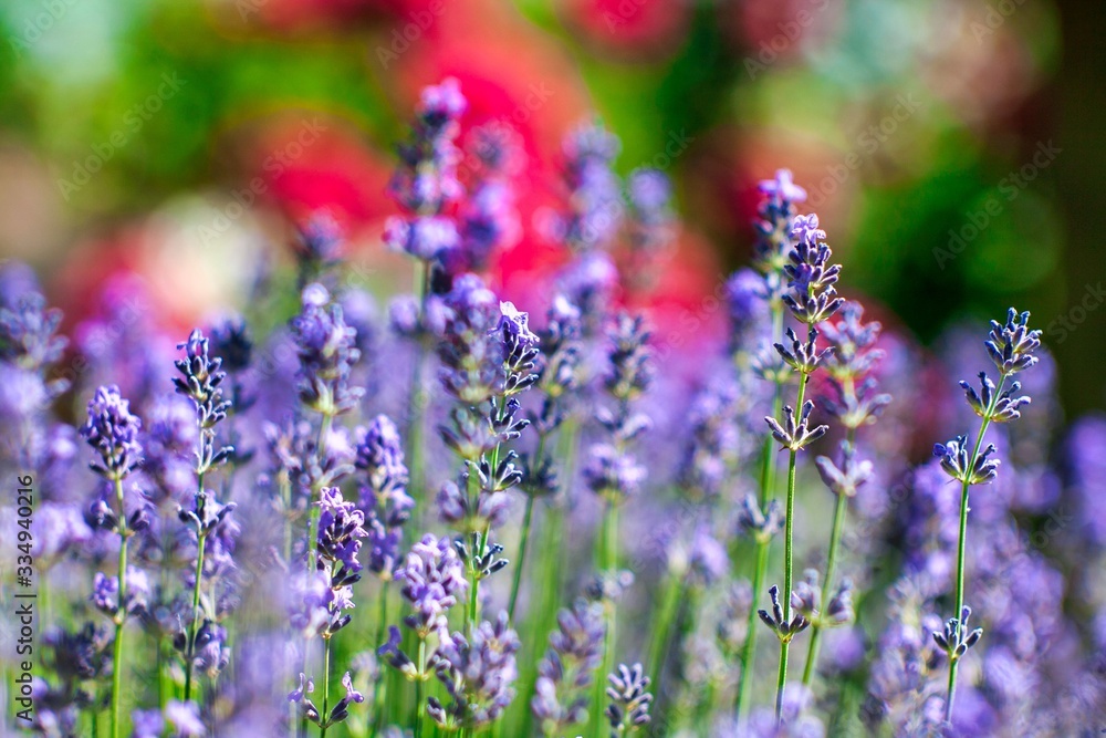 Obraz premium Blooming lavender in a field close-up, in the summer in the rays of the sun at sunset. Selective focus.