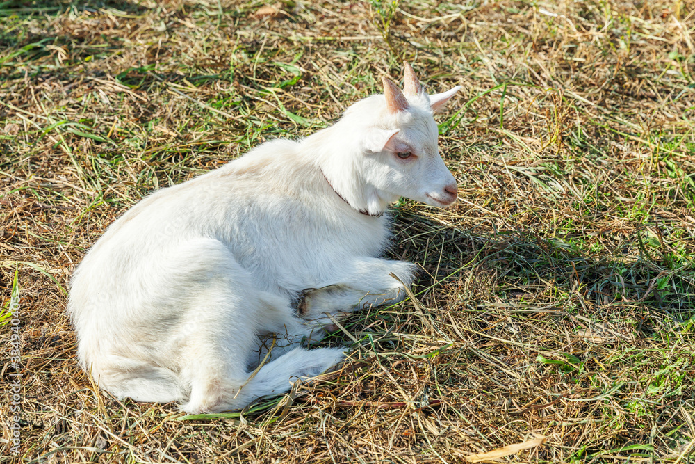 Cute young baby goat relaxing in ranch farm in summer day. Domestic goats grazing in pasture and chewing, countryside background. Goat in natural eco farm growing to give milk and cheese. Cute young baby goat relaxing in ranch farm in summer day. Domestic goats grazing in pasture and chewing, countryside background. Goat in natural eco farm growing to give milk and cheese.