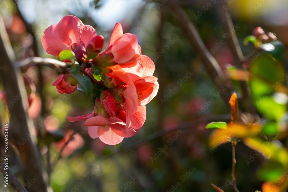 Spring tree flowering. Red and Pink flowers on blooming tree. Slovakia Spring tree flowering. Red and Pink flowers on blooming tree. Slovakia