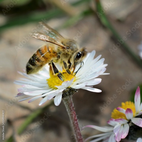 Close-up of honey bee collcting nectar on daisy flower