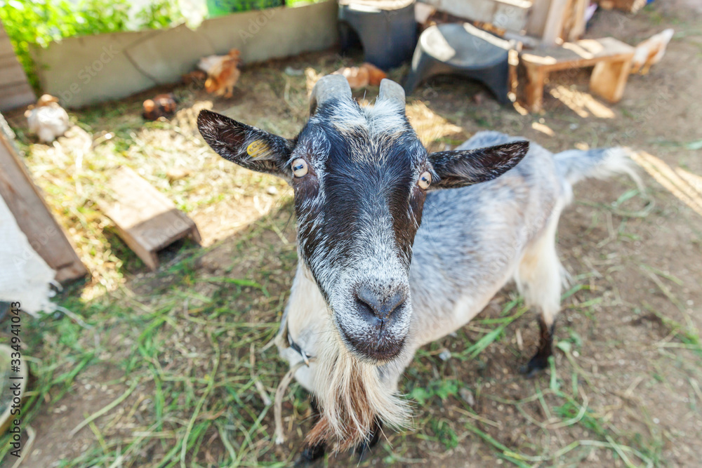 Cute goat relaxing in ranch farm in summer day. Domestic goats grazing in pasture and chewing, countryside background. Goat in natural eco farm growing to give milk and cheese. Cute goat relaxing in ranch farm in summer day. Domestic goats grazing in pasture and chewing, countryside background. Goat in natural eco farm growing to give milk and cheese.