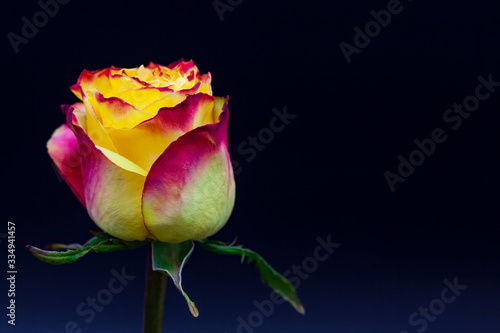 One beautiful rose with yellow-red color close-up on a black and blue background  place for print