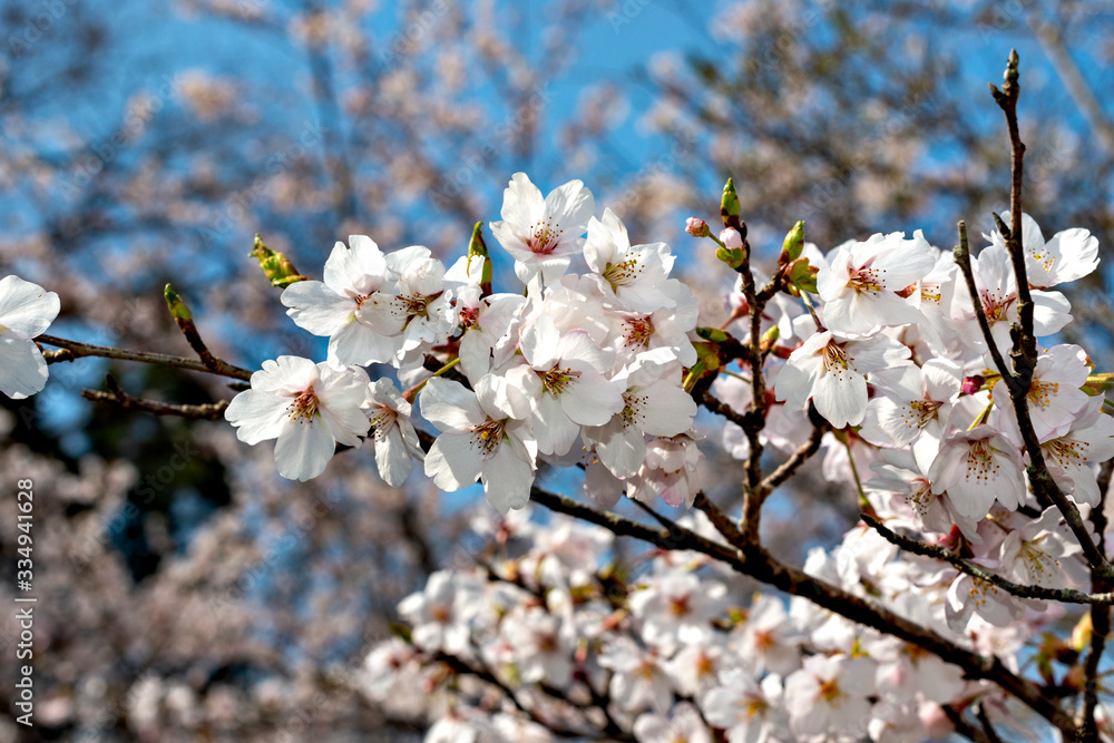 Start of blooming of cherry blossoms in Japan in early April Start of blooming of cherry blossoms in Japan in early April