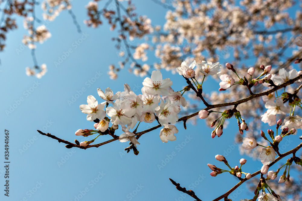 Start of blooming of cherry blossoms in Japan in early April Start of blooming of cherry blossoms in Japan in early April