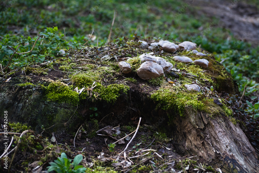 forest stump overgrown with green moss, mushrooms and various small plants forest stump overgrown with green moss, mushrooms and various small plants