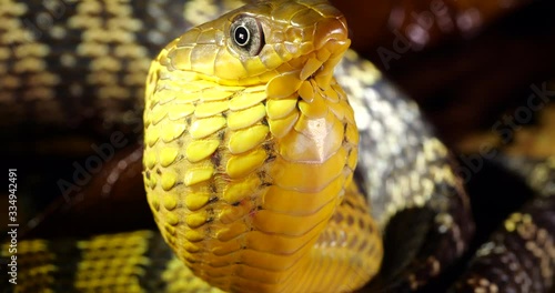 Yellow-bellied Puffing Snake (Spilotes sulphureus) with neck inflated during a threat display directed against predators. In lowland tropical rainforest, Orellana province, Ecuador photo