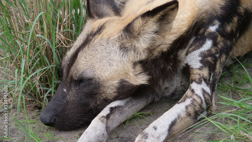 Close up from two African wild dog sleeping