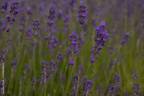 Lavender in a Park in Copenhagen © elenae333