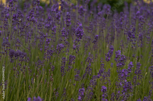 Lavender in a Park in Copenhagen