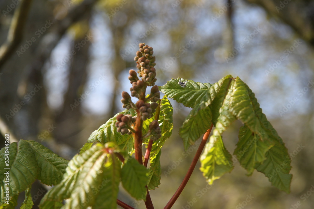 Obraz premium Horse chestnut spring leaves bud blooming