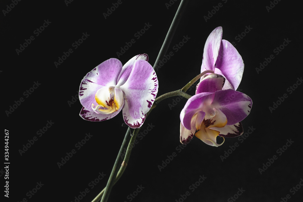 Beautiful orchid flower on black background. Beautiful orchid flower on black background.