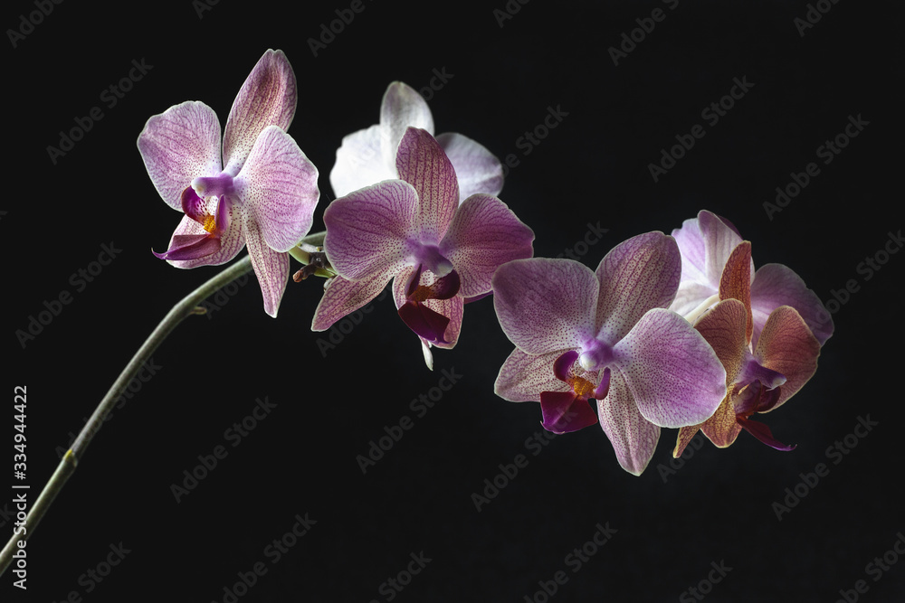 Beautiful orchid flower on black background. Beautiful orchid flower on black background.