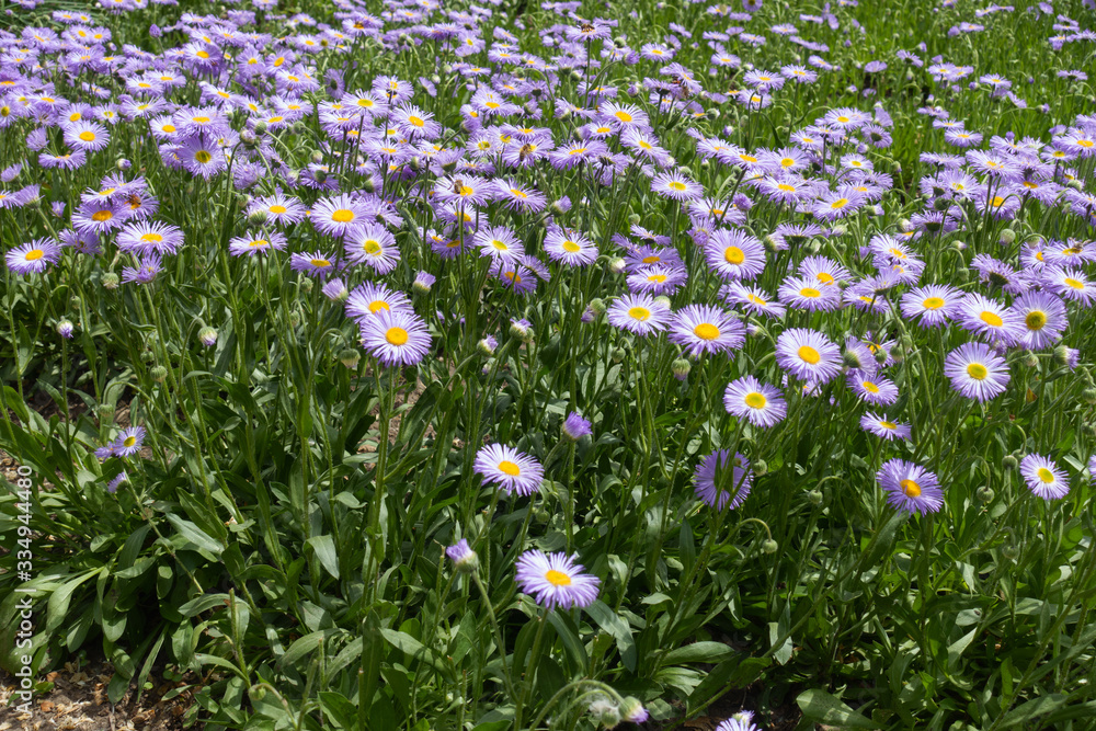 Buds and violet flower heads of Erigeron speciosus in May Buds and violet flower heads of Erigeron speciosus in May