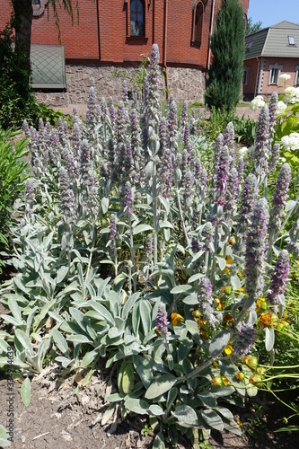 Fototapeta Naklejka Na Ścianę i Meble -  Flowering spikes of Stachys byzantina in the garden in June