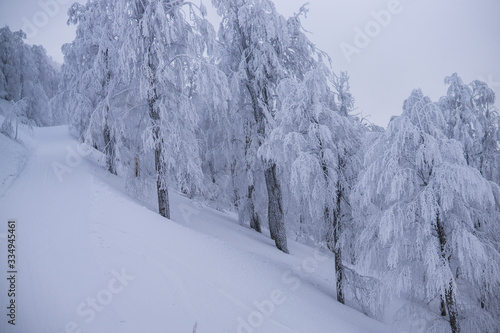 Snowy trees on mountain