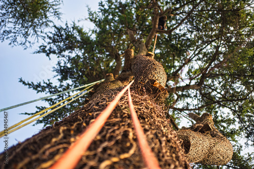 tree climbing, ropes on tree for climbing cedar pruning
