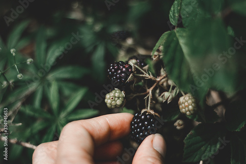 Photo Hand picking blackberries. Harmony with nature. Full meal.