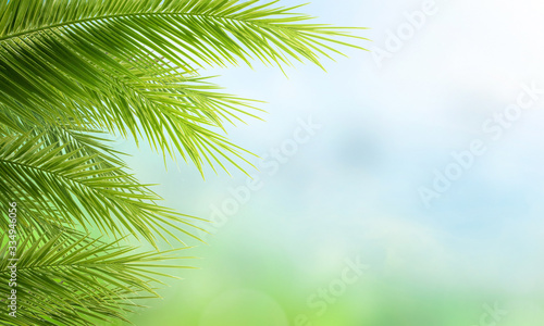 Palm Sunday concept  green palm tree leaves on natural sky