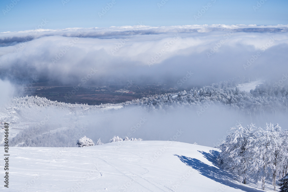 Snowy trees on mountain