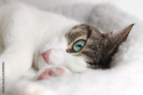 Close up of tabby cat sleeping in his bed