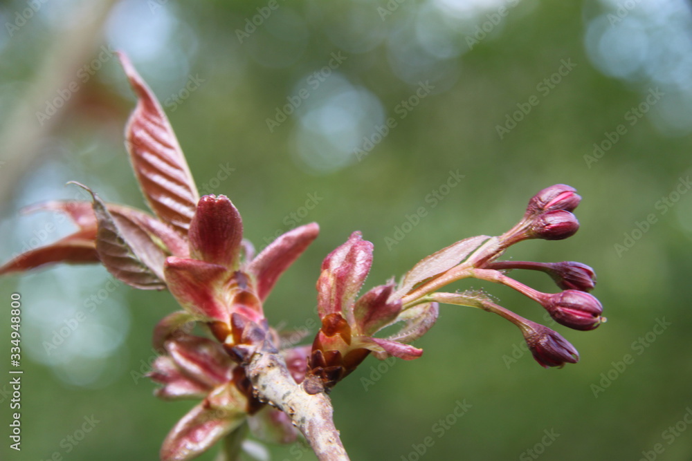 Early spring East Asian cherry ornamental tree pink bloom Early spring East Asian cherry ornamental tree pink bloom