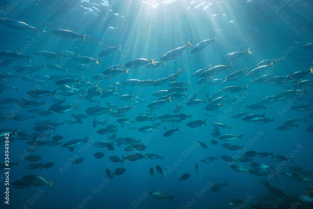 Fototapeta premium Underwater sunlight through water surface and school of fish (Sarpa salpa), Mediterranean sea, natural scene, Cote d'Azur, France