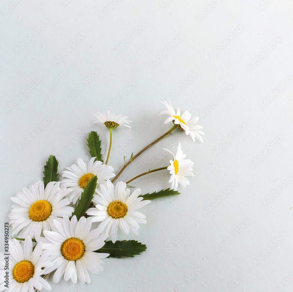 Obraz premium composition of daisies on a light background with a copy of the space