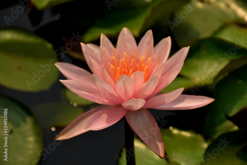 Lotus flowers in a small basin.