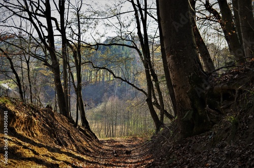 Waldweg