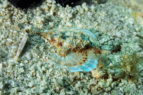 Sea Moth, up to 8 cm in size, usually hides on the sand and gravel bottom. The structure of the body imitates a broken shell and rubble. photo