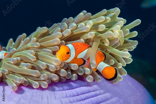 Clown fish hides in its anemone. Underwater photography
