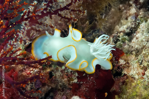 Philippines. Underwater macro photography of the nudibranch.