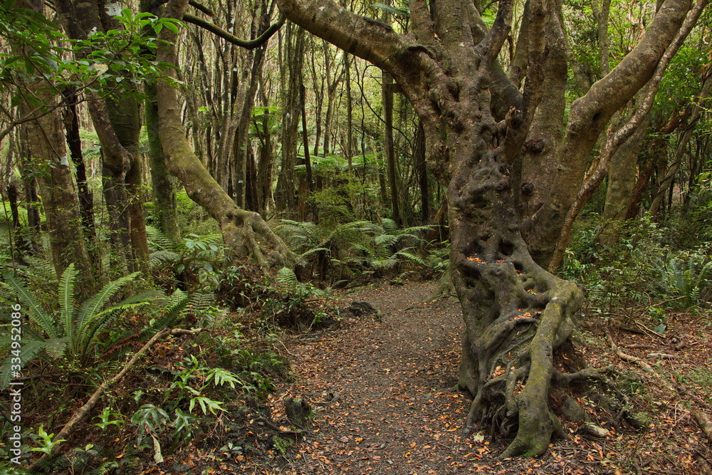 Fototapeta premium Mores Lookout Track in Riverton,Southland on South Island of New Zealand 