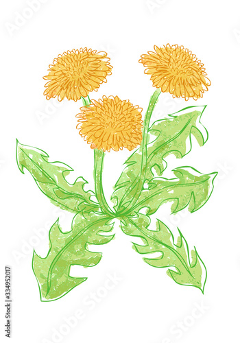 タンポポの花イラスト素材