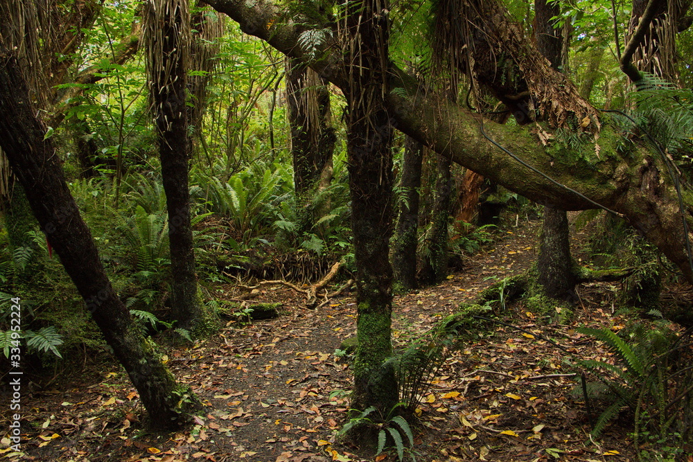 Obraz premium Mores Lookout Track in Riverton,Southland on South Island of New Zealand 