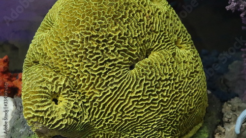 Texture on the the coral reefs found around the coastal waters.