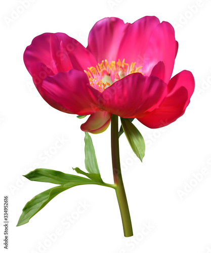 Pink peony flower with leaf