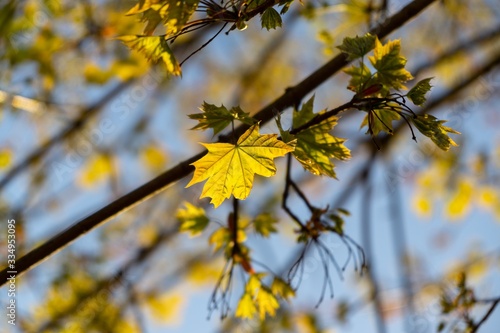 Leaves of the green maple tree during sunset in nature. Slovakia