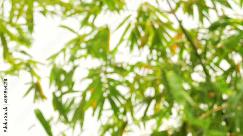 Blurry defocused of tropical green waving bamboo tree branch blowing in wind natural relax background concept with sunlight, abstract and bokeh. 4K Slow Motion 29.97 fps Blurry defocused of tropical green waving bamboo tree branch blowing in wind natural relax background concept with sunlight, abstract and bokeh. 4K Slow Motion 29.97 fps