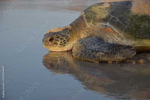 Ras Al Jinz Green Turtle photo