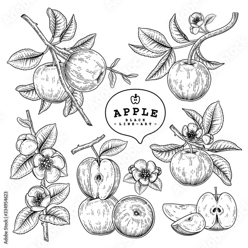 Vector Sketch Apple decorative set. Hand Drawn Botanical Illustrations. Black and white with line art isolated on white backgrounds. Fruits drawings. Retro style elements.
