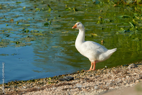White swan flock on sea beach. White swans. White swan flock view. White swan flock scene